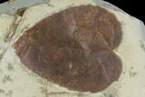 Detailed Fossil Mulberry Leaf - Montana #97769-1